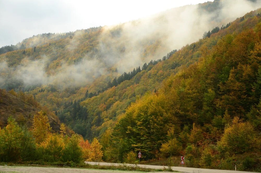 Kastamonu'da Ormanlara Giriş Yasaklandı! – 2024